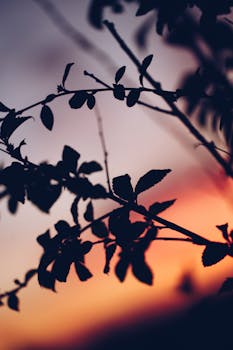 日落时分，充满活力的天空映衬下，树枝的艺术轮廓唤起一片宁静