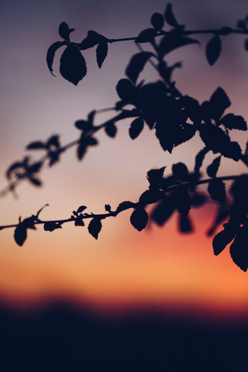 Free Silhouette of Tree Branch during Dusk  Stock Photo