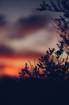 Silhouette of tree branches against a vibrant twilight sky with warm hues.