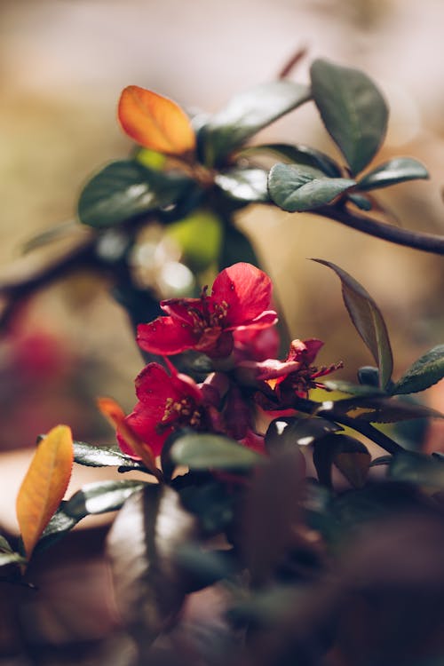 Foto profissional grátis de aumento, flor vermelha, flora