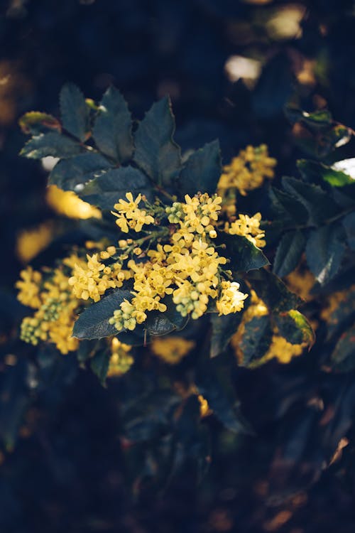 Foto profissional grátis de aumento, flor amarela, flora