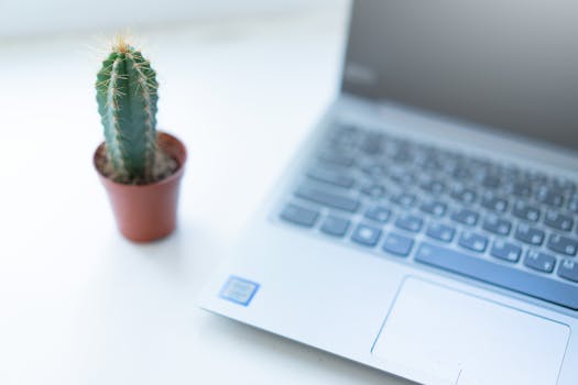 A small cactus in a pot next to a laptop on a well-lit desk workspace.