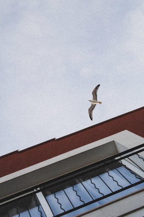 Foto d'estoc gratuïta de a l'aire lliure, ala, angle baix