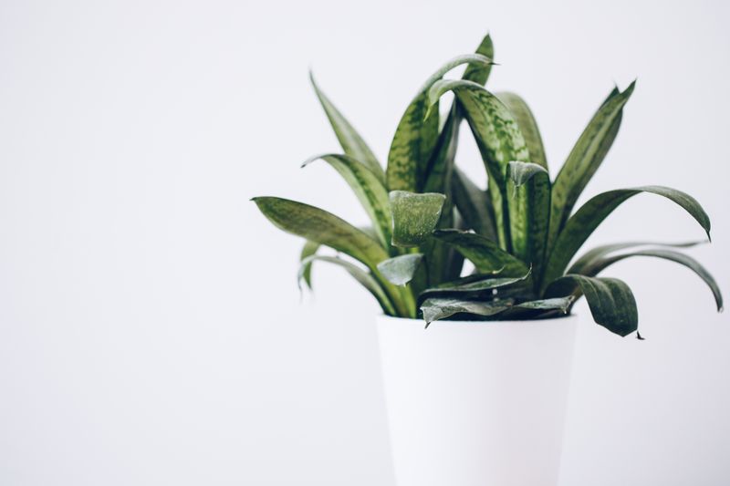 tall snake plant leaves in a corner