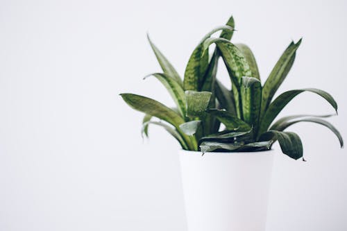 Snake Plant on a White Pot 