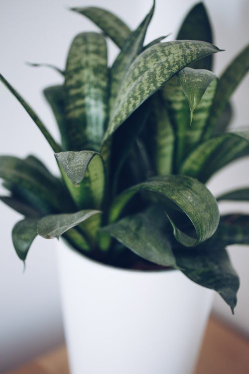 Free Elegant close-up of a snake plant in a white pot, showcasing lush green leaves indoors. Stock Photo