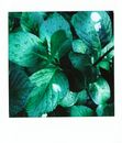 Wet Green Leaves of a Plant