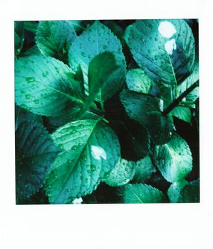 Wet Green Leaves of a Plant