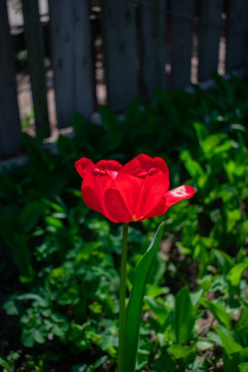 Free stock photo of beautiful flower, flower, red flower