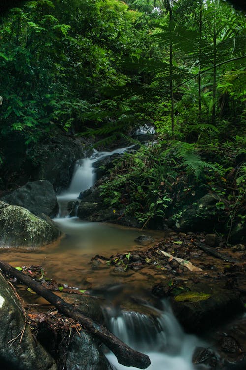 Free Cascading Waterfalls in the Forest Stock Photo