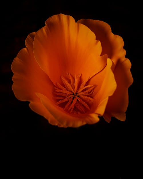 Kostnadsfri bild av apelsinblomma, blomfotografi, blomning
