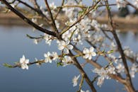 湖畔宁静，樱花在枝头精致绽放，尽显春色之美