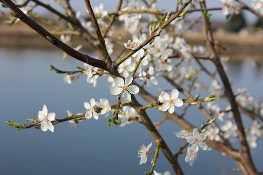 湖畔宁静，樱花在枝头精致绽放，尽显春色之美