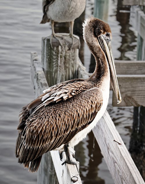Free Graceful pelican resting on wooden fence near lake Stock Photo