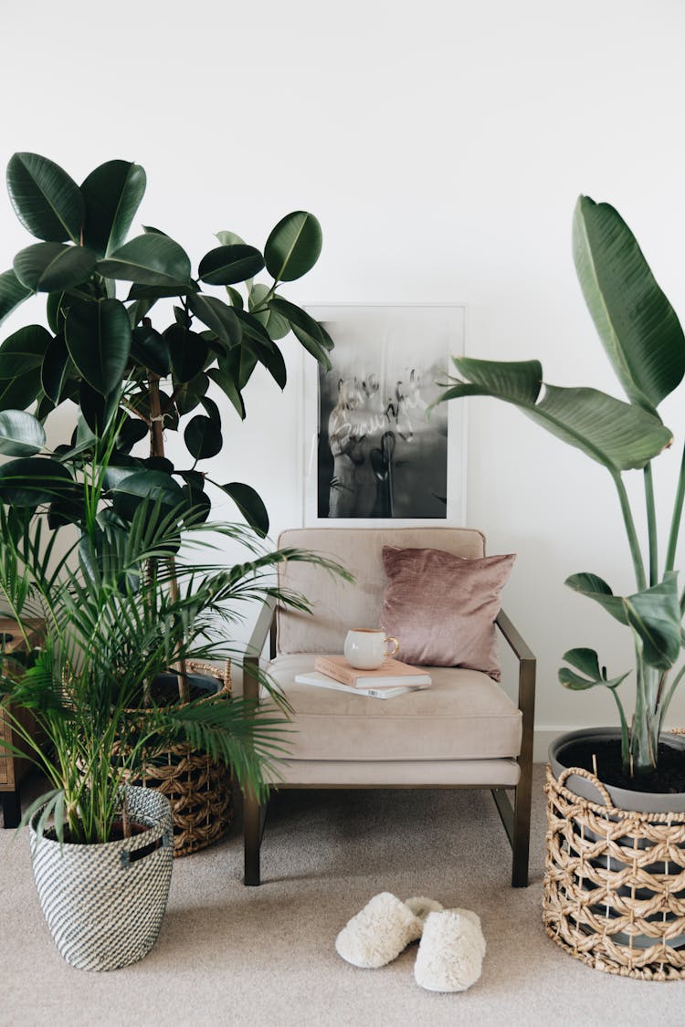 Green Potted Plant On Brown Wooden Table