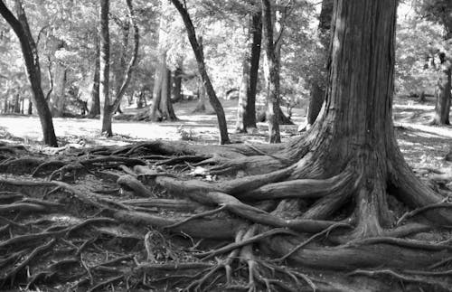 Kostenloses Stock Foto zu alter baum, baumwurzeln, wurzeln