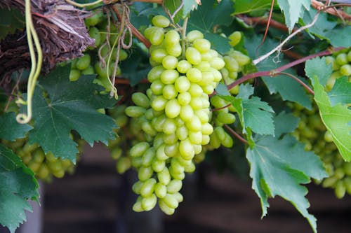 Free Green Grapes on the Vines Stock Photo