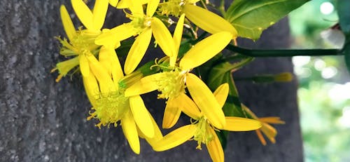 Free stock photo of flower, yellow