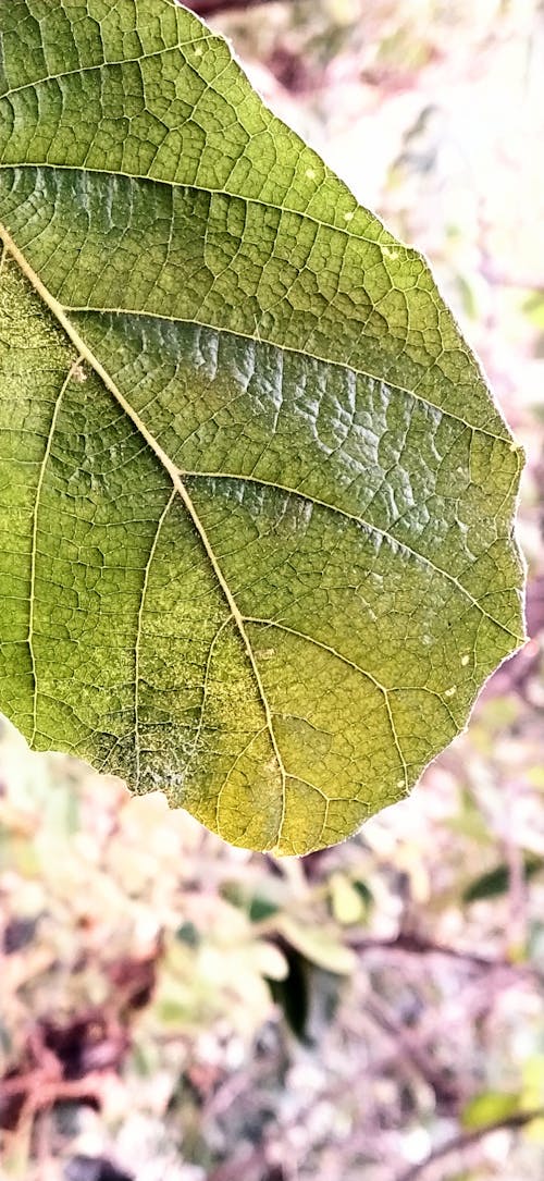 Free stock photo of big leaf, green