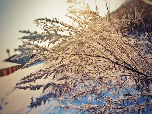 Free stock photo of branches, cold, cool