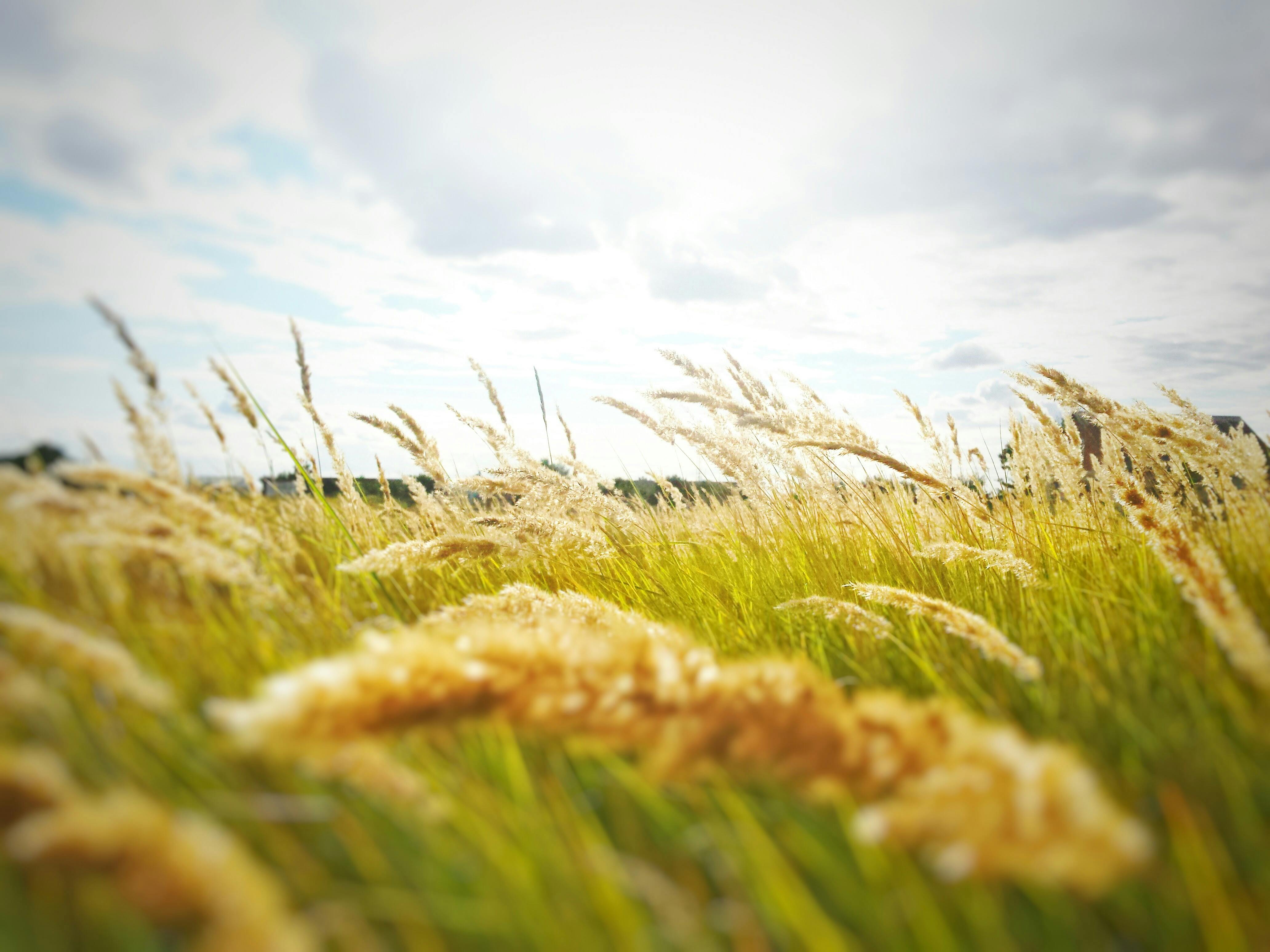 kans grass under cloudy sky