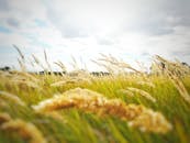 夏日天空多云，宁静的麦田在微风中摇曳