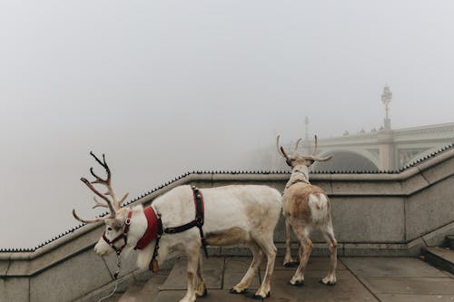 Two White Deers on Stairs 