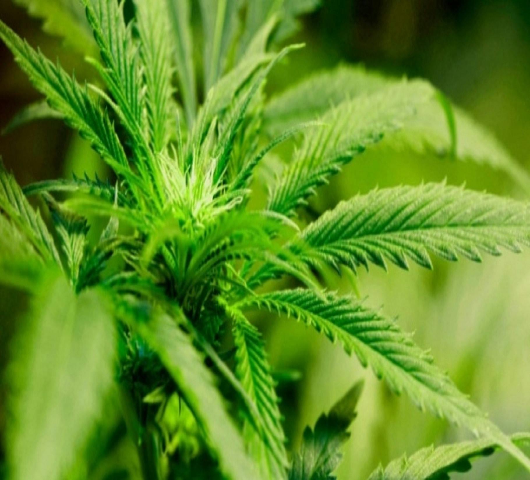 Buy Weed Online