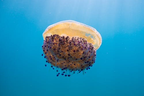 Ilmainen kuvapankkikuva tunnisteilla eksoottinen, meduusa, selkärangattomat