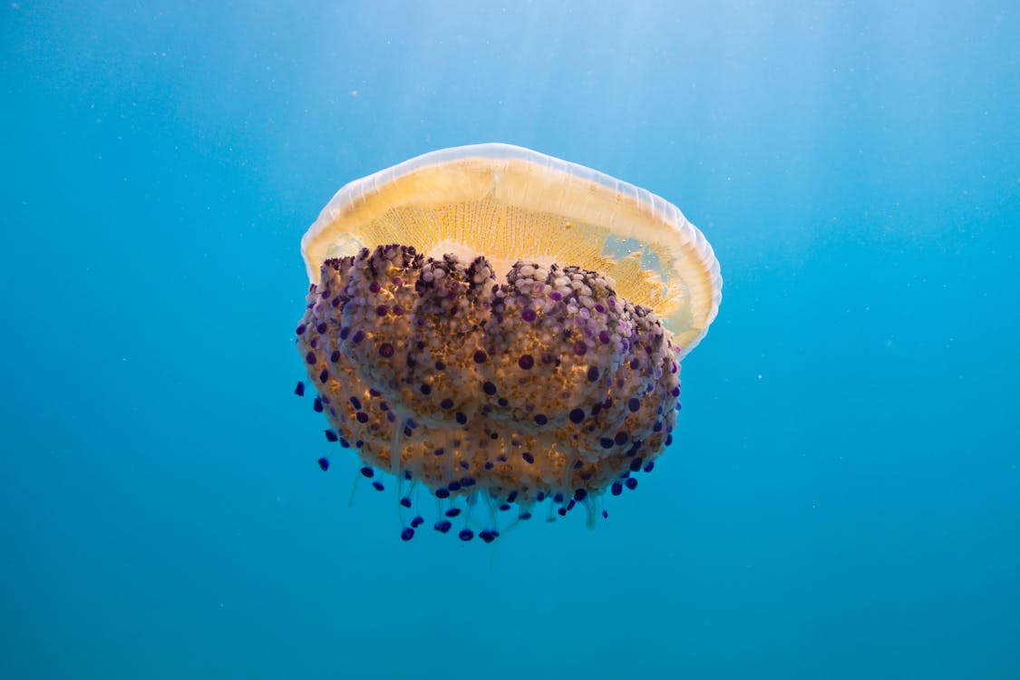 Close-up Photo of a Jellyfish 