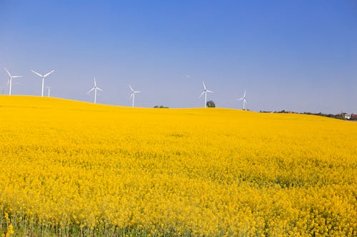 Free Wind Turbines on Yellow Flower Field Under Blue Sky Stock Photo