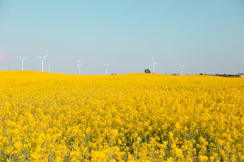 Wind Turbines on Yellow Flower Field Under Blue Sky