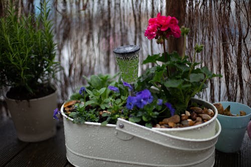 Fotos de stock gratuitas de flor de jardín
