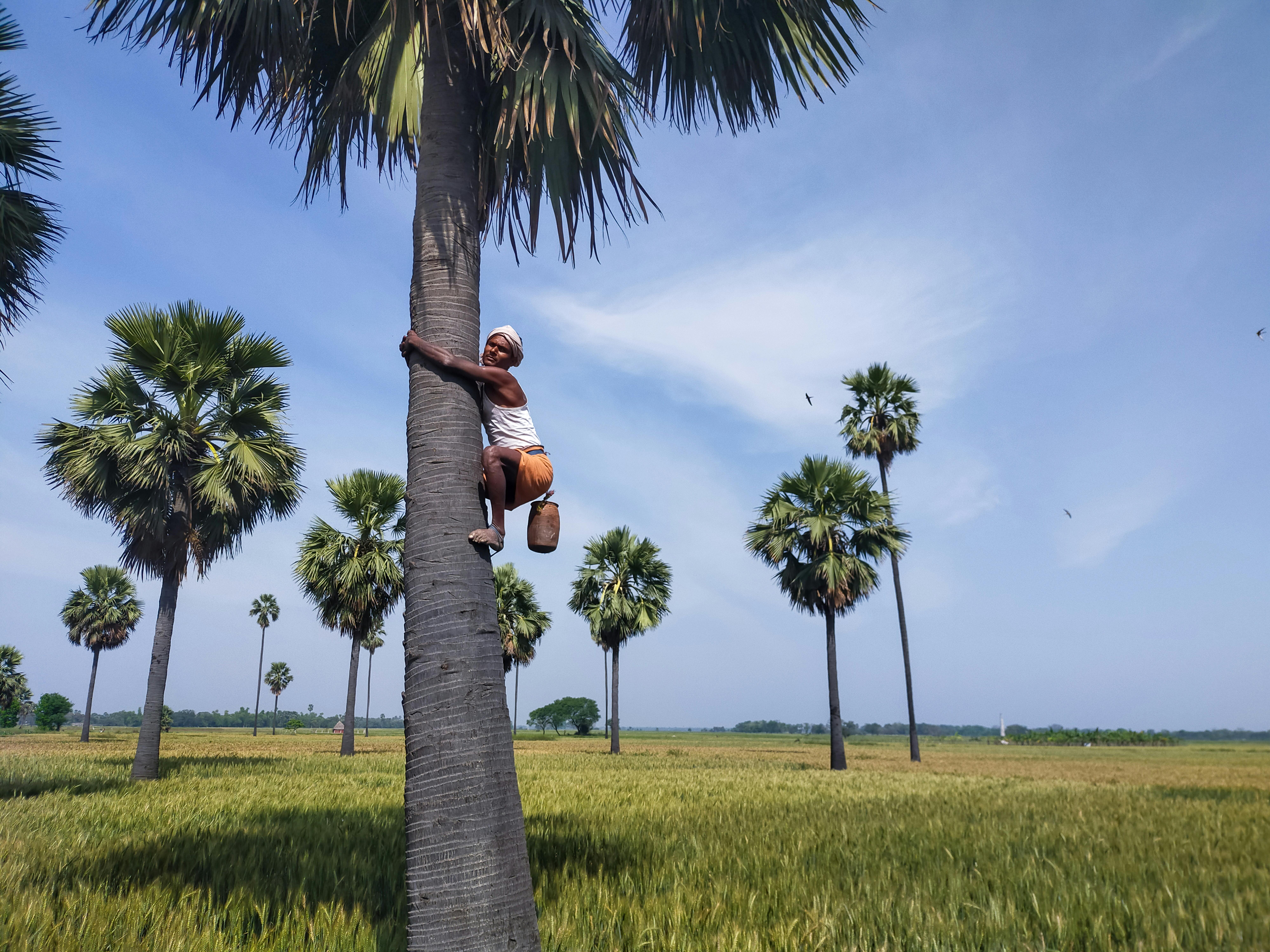 African man climbing palm tree trunk under cloudy sky · Free Stock Photo