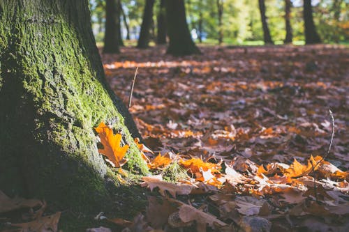 Foto profissional grátis de arboles, follaje de otoño, hojas caídas