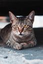 Cute cat with green eyes resting on street road