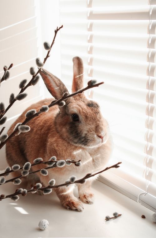 Free Adorable rabbit near window blinds surrounded by pussy willow branches, capturing a cozy indoor atmosphere. Stock Photo