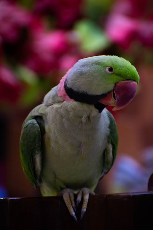 Free stock photo of green, happy, parrot