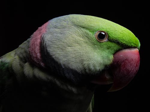 Free stock photo of black, night, parrot