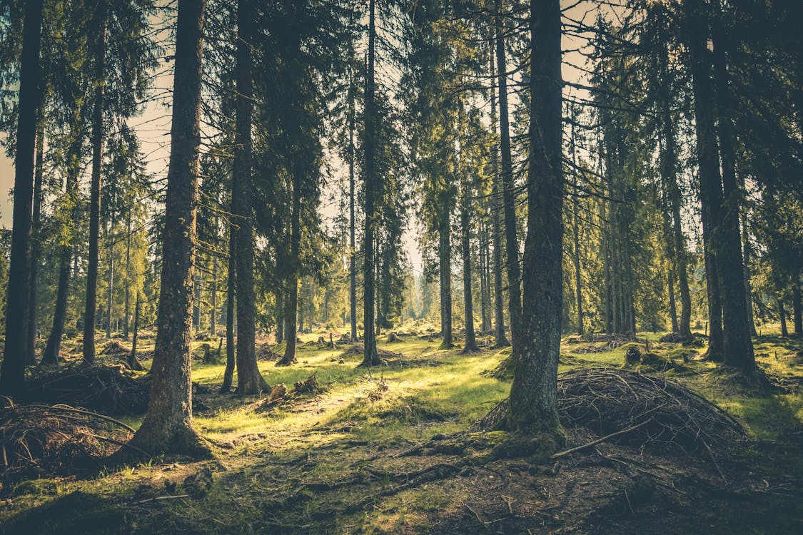 森の緑の草 無料の写真素材