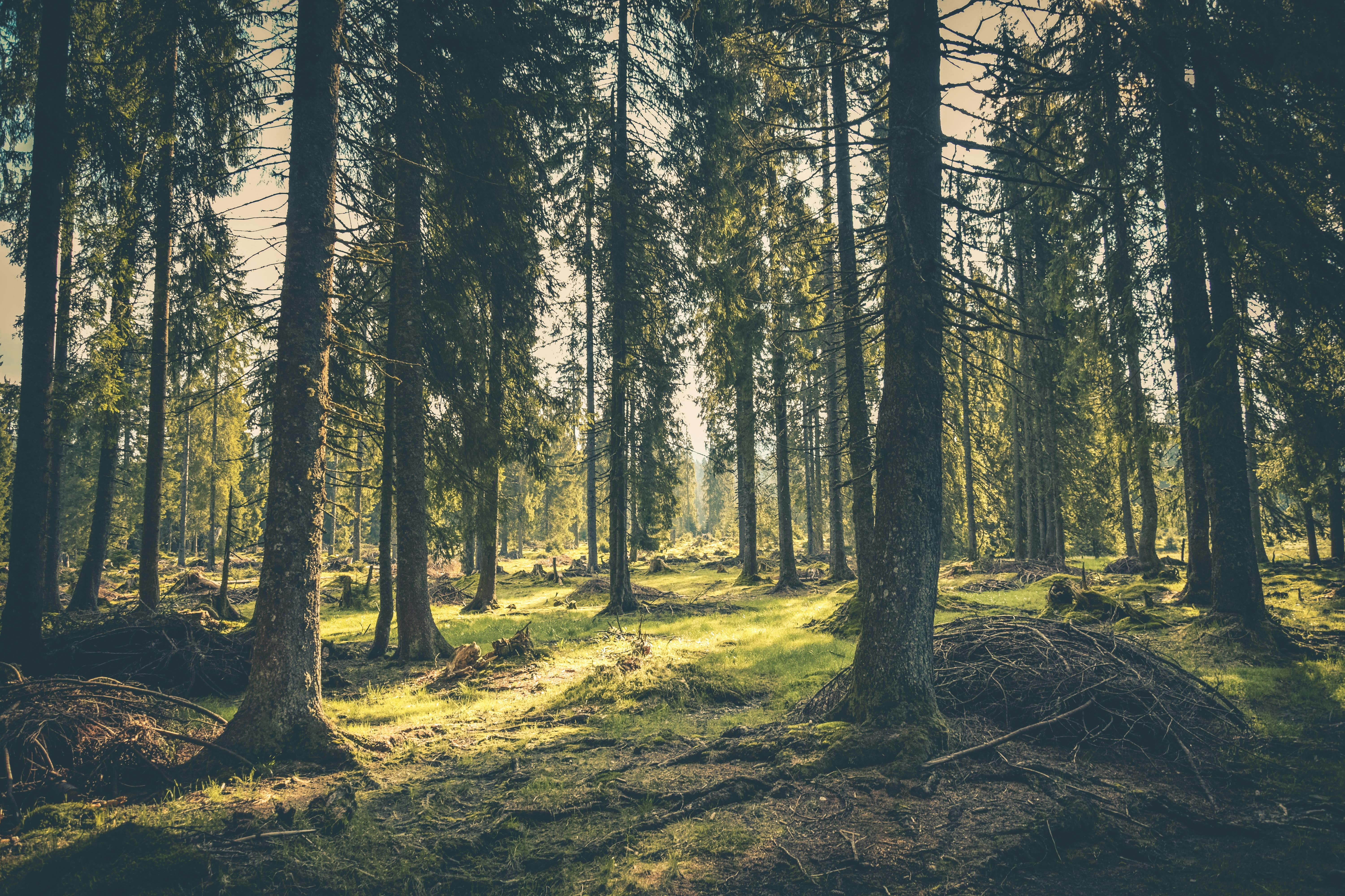 Forest Pictures · Pexels · Free Stock Photos