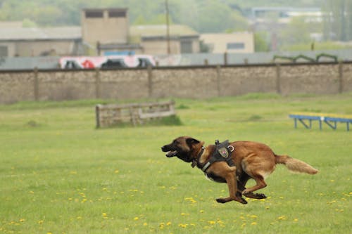 Immagine gratuita di cane, cane da pastore belga, malinois