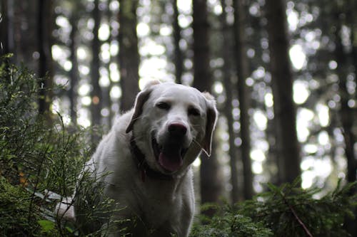 Immagine gratuita di ansimante, bianco, cane