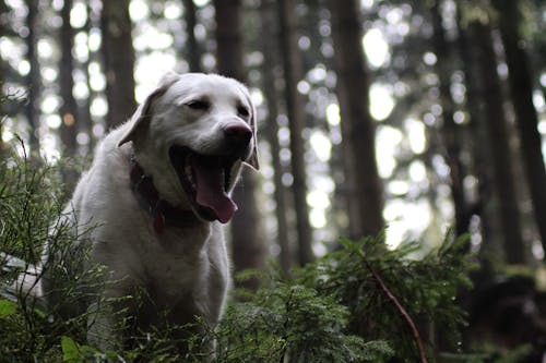Immagine gratuita di ansimante, bianco, cane