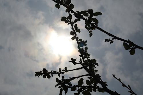 Základová fotografie zdarma na téma jabloň, mraky, slunce