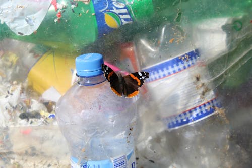 Immagine gratuita di bottiglia, bottiglie, farfalla