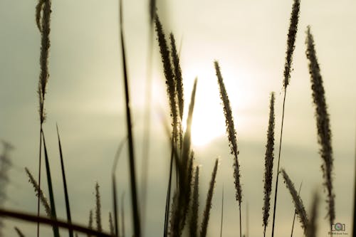 Free stock photo of sun