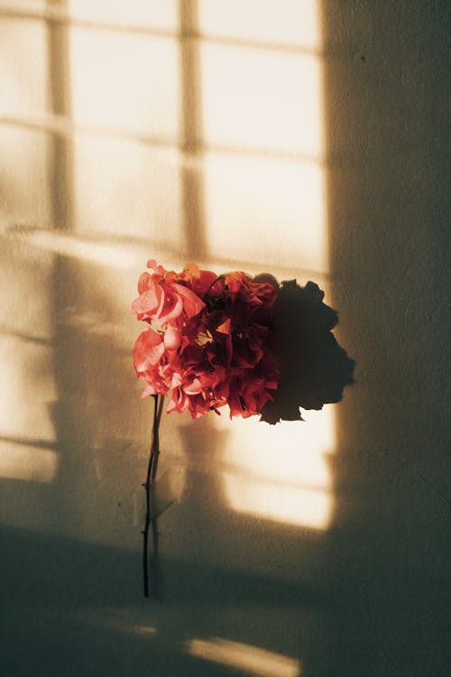 Pink Flower on the Concrete Wall