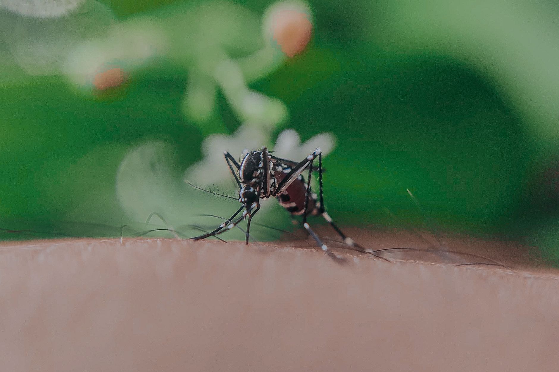 Closeup of spotted mosquito with thin legs and proboscis sucking blood on skin with hairs of faceless person