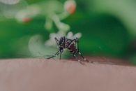 Closeup of spotted mosquito with thin legs and proboscis sucking blood on skin with hairs of faceless person